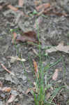 Low spikesedge